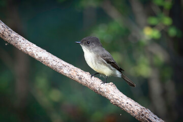 Eastern Phoebe