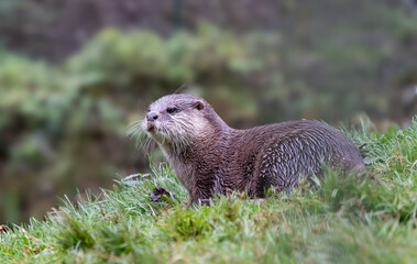 A small otter is sitting on the grass