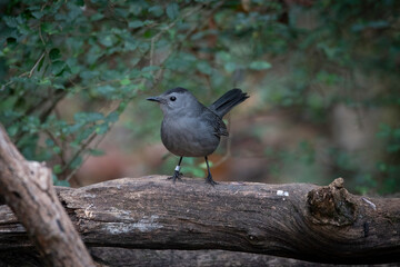 Gray Catbird