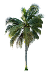 Obraz premium Coconut tree on transparent background with clipping path and alpha channel.