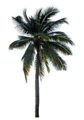 Coconut tree on transparent background with clipping path and alpha channel.