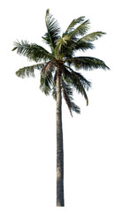 Coconut tree on transparent background with clipping path and alpha channel.