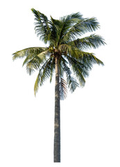 Obraz premium Coconut tree on transparent background with clipping path and alpha channel.