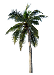 Obraz premium Coconut tree on transparent background with clipping path and alpha channel.