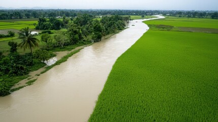 A serene landscape featuring a winding river bordered by lush green rice fields and trees, showcasing the beauty of nature.