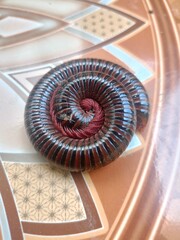 fan turbine