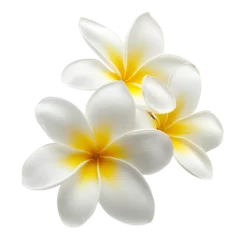 Selbstklebende Fototapeten White frangipani flower isolated on transparent background © MdAfzal