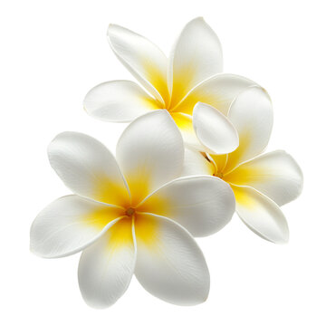 White frangipani flower isolated on transparent background