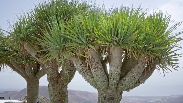 Dracaena draco also known as the dragon tree growing outdoors in daylight on lanzarote, canary islands, displaying lush green foliage and thick, textured trunks.