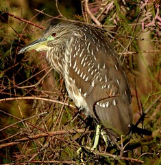 Immature Black-crowned Night Heron 