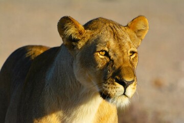 Lioness (Panthera leo) observed in the morning in Etosha National Park (Kunene region, northwestern Namibia, Africa)
