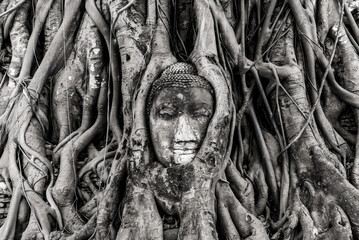 A statue of Buddha is carved into a tree trunk