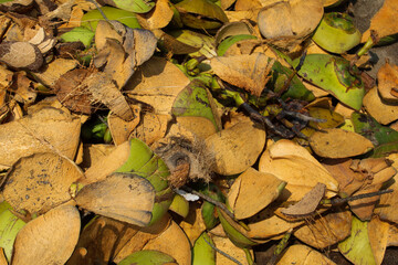 Pile of green coconut fiber shells, background concept and design.