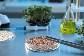 GMO concept. Petri dishes with buckwheat, oats, microgreens and equipment on table in laboratory, closeup