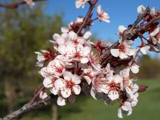 Closeup of Newport Plum flowers, Colorado