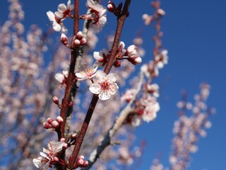 Closeup of Newport Plum flowers, Colorado