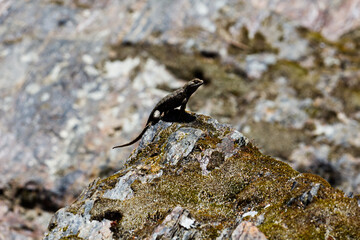 Small Lizard Sitting On Top Of Rock Outdoors