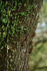 Cicada Australia 2024