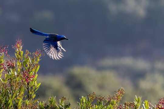 A California scrub jay flys with a nut in its beak