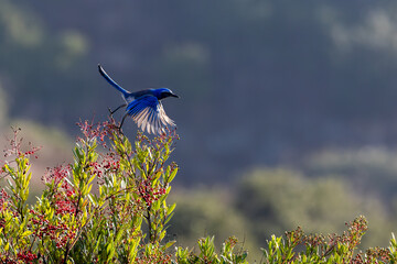 A California scrub jay flys with a nut in its beak