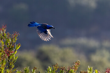 A California scrub jay flys with a nut in its beak