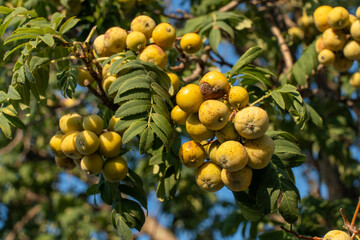 Close-up of ripe yellow rowan berries hanging on branch with green leaves against blue sky. Concept of natural harvest, summer abundance, and wild fruits in forest environment. High quality photo