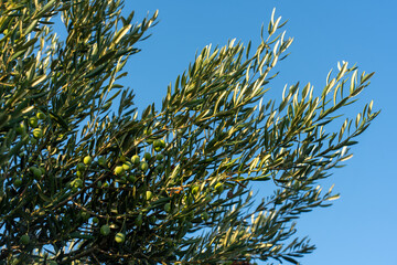 Olive tree branch with unripe green olives under clear blue sky on sunny day. Concept of agriculture, Mediterranean flora, and organic farming. High quality photo