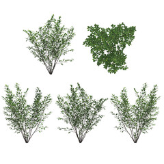spice bush  isolated on transparant background. 3d illustration