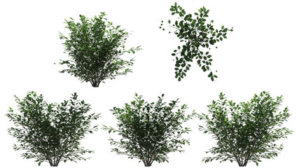 spice bush  isolated on transparant background. 3d illustration