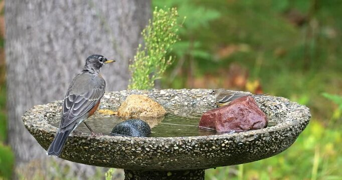Female robin and a yellow rumped warbler meet at a backyard birdbath, and abruptly fly away.