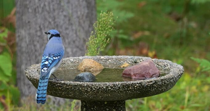 Bluejay bird splashes water while taking a bath in backyard birdbath after looking around cautiously.