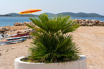Green palm in white pot on sunny beach with colorful umbrella, sea in the background, and windsurf...