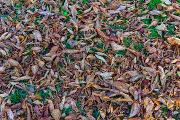 Crunchy brown leaves blanket the ground in a serene autumn landscape