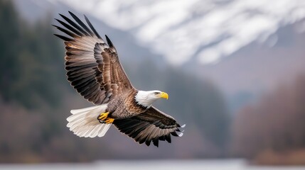 Obraz premium Majestic bald eagle in flight over mountains and lake.