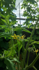 Fototapeta premium The tomato plants are growing well and starting to flower. Tomatoes planted in the yard
