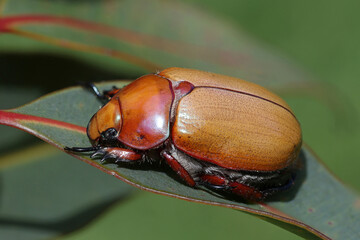 Australian Christmas Beetle resting on ucalypt leaf