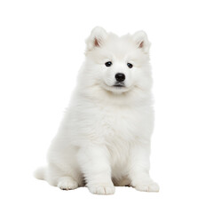 A fluffy Samoyed puppy sitting with a curious tilt to its head. png isolated background. transparent background.