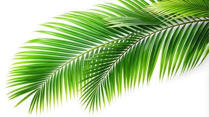 Obraz premium A green tropical palm tree with vibrant leaves isolated on a white background
