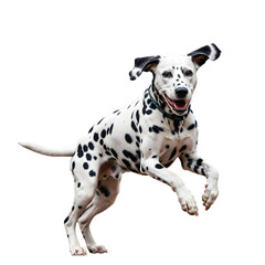 A Dalmatian running playfully with its ears flapping. png isolated background. transparent background.