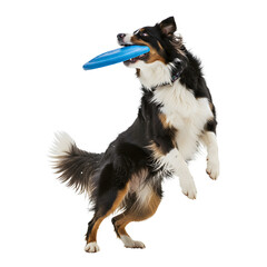 A border collie jumping to catch a frisbee mid-air, fur flowing dynamically. png isolated background. transparent background.