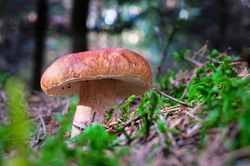 boletus edulis