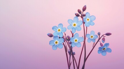 Fototapeta premium Delicate Blue Flowers on a Soft Pink Background with Buds