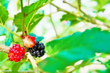 屋外で木に実った完熟した黒いマルベリーと赤くなりなじめたマルベリーの実