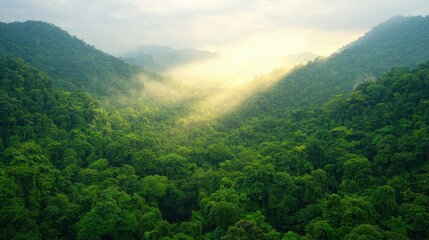 Serene Sunlight Filtering Through Lush Green Forest Canopy