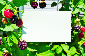 屋外の青々とした葉の間で実ったボイセンベリーの実を背景にした春らしいタイトルフレームのモックアップ