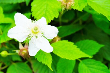 真ん中が盛り上がった散る間際のボイセンベリーの花