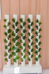 Hydroponic vertical garden of small green plants in white PVC tubes.