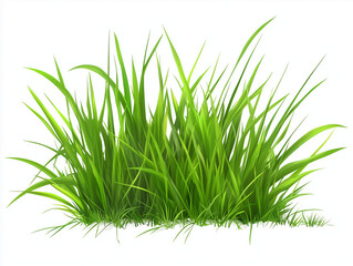 green grass isolated on white background