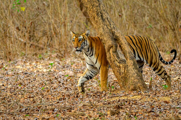 Majestic Tigress from Nagarhole National Park, Karnataka, India