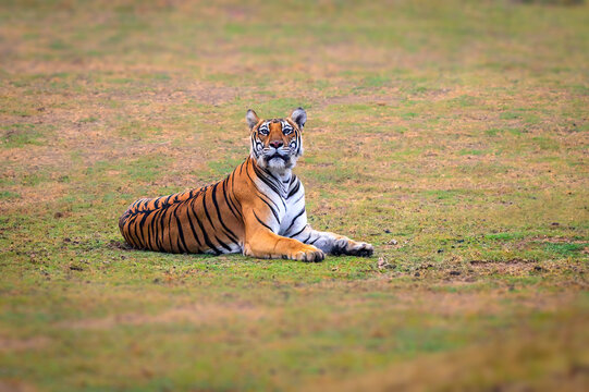 Majestic Female tiger from Kabini